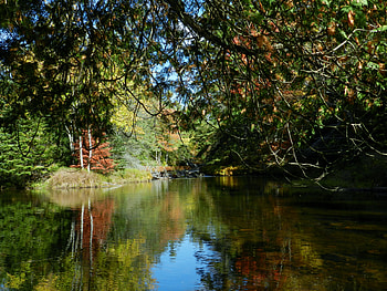 October River, Reflections, graphy, Trees, Nature, River HD wallpaper