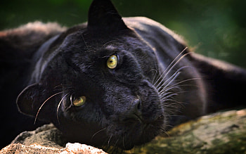 Black Panther, Animal HD wallpaper