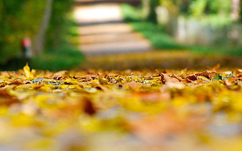 close up autumn yellow leaves leaves leaves leaves land blur blur background macro leaves autumn autumn HD wallpaper