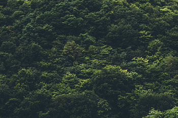 Nature, Trees, View From Above, Forest HD wallpaper