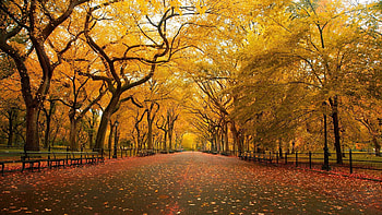 Latest Autumn HD wallpaper