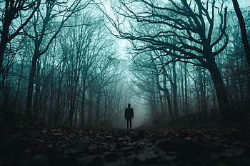 Silhouette, Miscellanea, Miscellaneous, Forest, Fog, Loneliness, Gloomy HD wallpaper