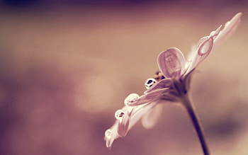 Goccia di rugiada, fower, daisy, rugiada, beautiful, nature, goccia HD wallpaper