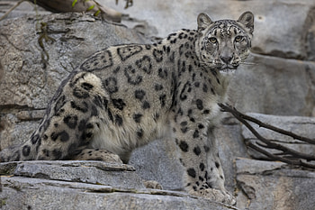 Snow Leopard, COVID-19 HD wallpaper