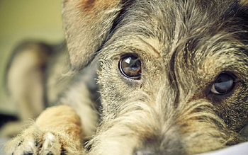 Dog, sweet, pay, dogs, puppies, cute, beautiful, beauty, playful, playful dog, puppy, dog face, pretty, animals, face, bubbles, lovely HD wallpaper