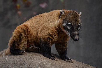 Animal, rodent, bear, panda HD wallpaper