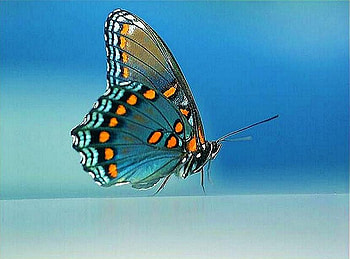 Blue treasure, white, black, butterfly, beautiful creature, blue background, aqua, gold HD wallpaper