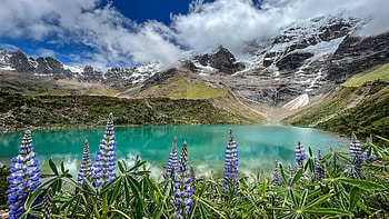 Lupins growing along Lake Humantay, Peru, flowers, rocks, mountains, clouds, landscape, sky HD wallpaper