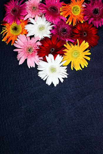Flowers, Plant, Multicolored, Motley, Bloom, Flowering HD phone wallpaper