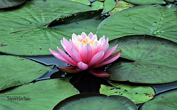Waterlily, pink, leaves, flower HD wallpaper