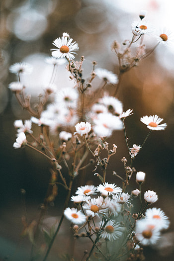 Flowers, Camomile, Flower, Macro, Petals, Chamomile, Wildflowers HD phone wallpaper