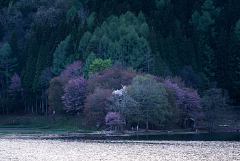 Nature, Trees, Lake, Bloom, Flowering HD wallpaper