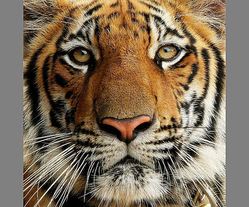 Tiger up close, stripes, white, black, tiger, orange HD wallpaper