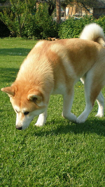 Akita inu , 2560x1920 HD phone wallpaper