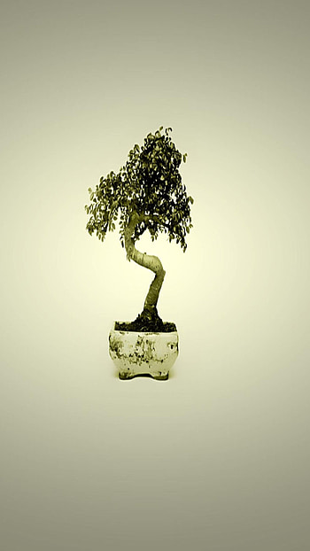 Unique, Bonsali Tree, bonsali tress HD phone wallpaper