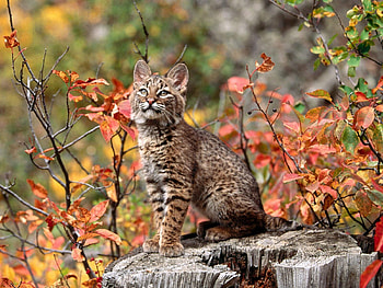 Animals, Iris, Young, Branches, Kid, Tot, Joey HD wallpaper