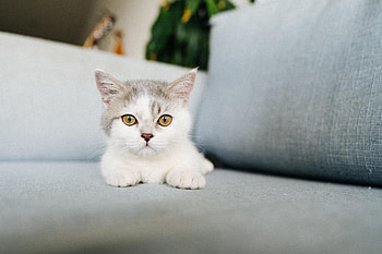 Animals, Cat, Fluffy, Sight, Opinion, Nice, Sweetheart HD wallpaper