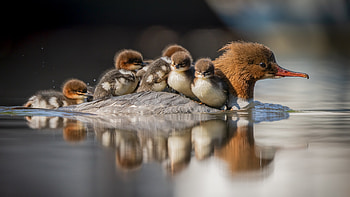 Mergus merganser, Ducks HD wallpaper