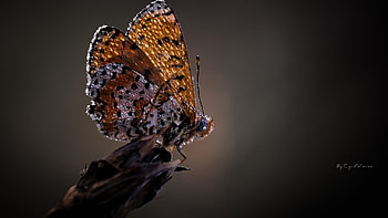 Butterfly, wings, glitter, signed, luminos, orange, insect, dark HD wallpaper