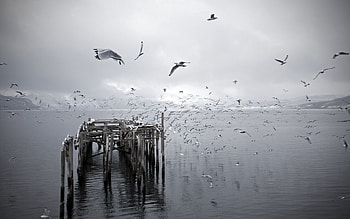Nature, Birds, Pier, Flight, Flock, Ruins HD wallpaper