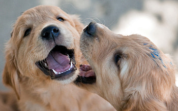 Animals, Couple, Pair, Paint, Game, Puppies, Fun, Prank HD wallpaper