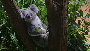 Koala in a tree, U video, Natural beauty, Serene wildlife HD wallpaper