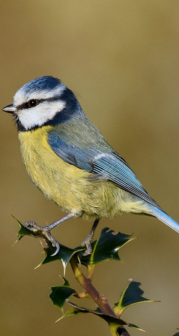 Blue Tit, Delicate Songbird, Cute and Petite, Sky Blue Elegance HD phone wallpaper