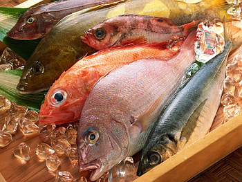 Animals, Fishes HD wallpaper