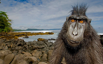 Animals, Stones, Shore, Bank, Animal, Jungle, Primate HD wallpaper