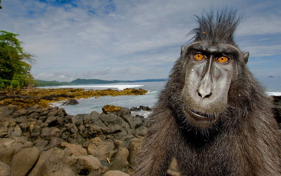 Animals, Stones, Shore, Bank, Animal, Jungle, Primate HD wallpaper