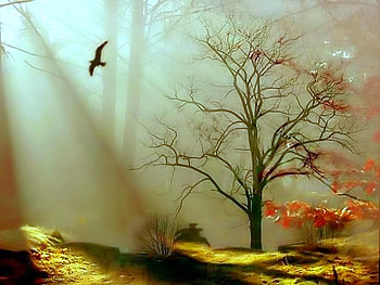 In the mists, mist, rays, leaves, autumn, bird in flight, sun spots, tree HD wallpaper