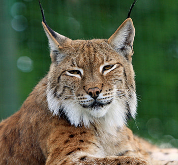 Lynx , Stunning captures, , Mesmerizing wildlife HD wallpaper