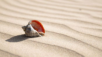 Asian rapa whelk, Sea Shell HD wallpaper