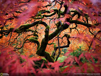 Plants, Landscape, Trees HD wallpaper