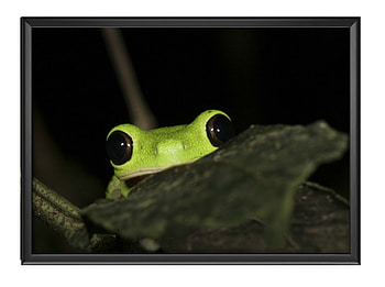 FRAMED FROGS, FROG, NATURE, FRAMED HD wallpaper