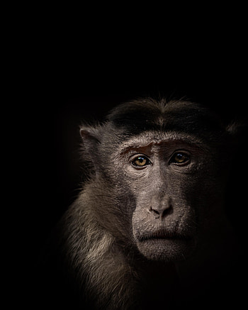 Animals, Muzzle, Monkey, Animal HD phone wallpaper