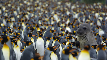 King penguin, Animal bird human, Resized by ze robot, Marvel of nature HD wallpaper