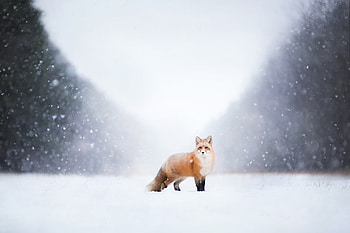Fox, winter, animals, snow HD wallpaper