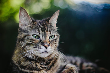 Cat Face, cute, cat, pet, animals HD wallpaper