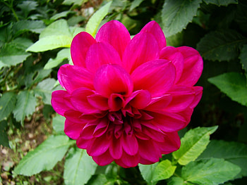 Plants, Flowers HD wallpaper