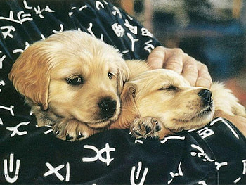 A Special Brand Of Love, golden, black, babies, puppies, cute HD wallpaper