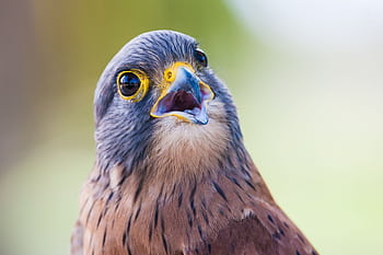 A detailed close-up of a vibrant falcon with striking features, showcasing wildlife beauty. HD wallpaper