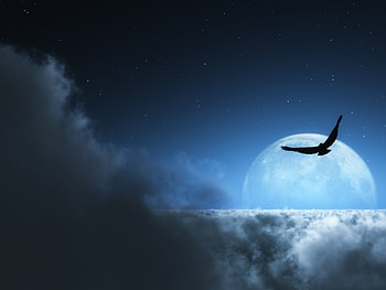 Against the MOON, night, eagle, moon, hunt, owl HD wallpaper