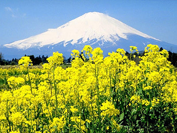 Fuji and yellow flowers, fuji, japan, flower, mountain HD wallpaper