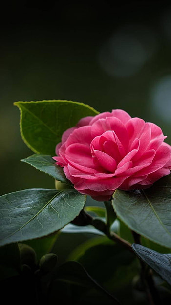 Pink Flower, pink flower, leaf, earth, nature, flower HD phone wallpaper
