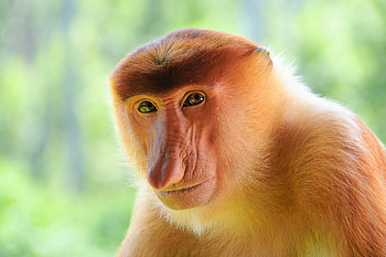 Animals, Muzzle, Monkey, Nose HD wallpaper