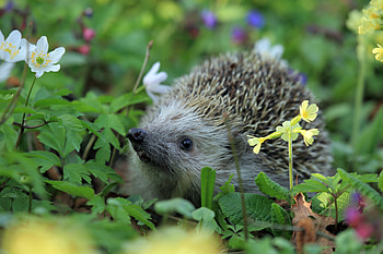 Animals, Flowers, Grass, Thorns, Prickles, Hedgehog HD wallpaper