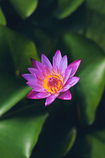 Flowers, Lotus, Flower, Macro, Petals HD phone wallpaper