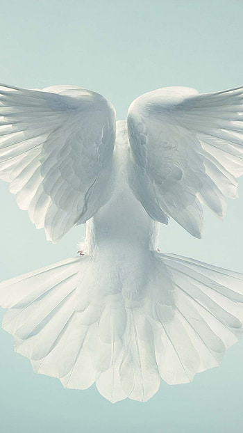 dove, Pigeon in flight, Sky animals, Aerial beauty HD phone wallpaper