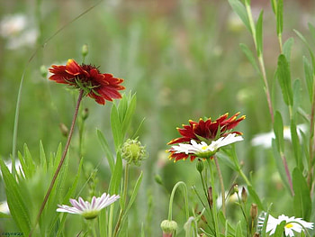 Red and White, white, stem, red, flower HD wallpaper